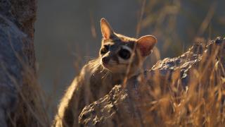 preload photo Babisuri