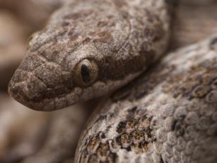 preload photo Nocturna