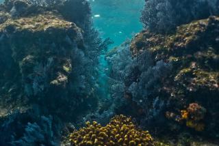 preload photo Grieta