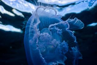 preload photo Seres de Luz